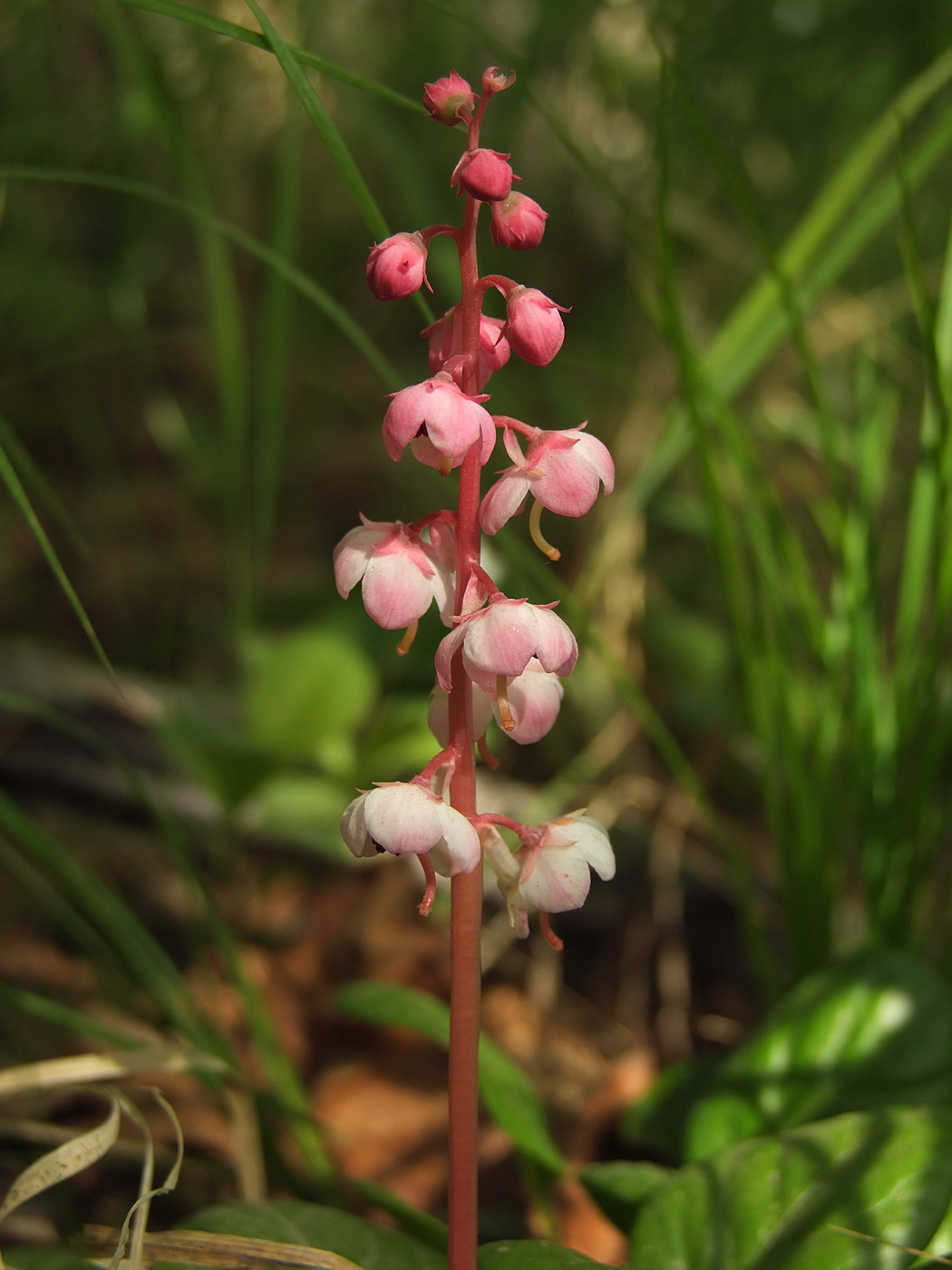 Image of Pyrola incarnata specimen.