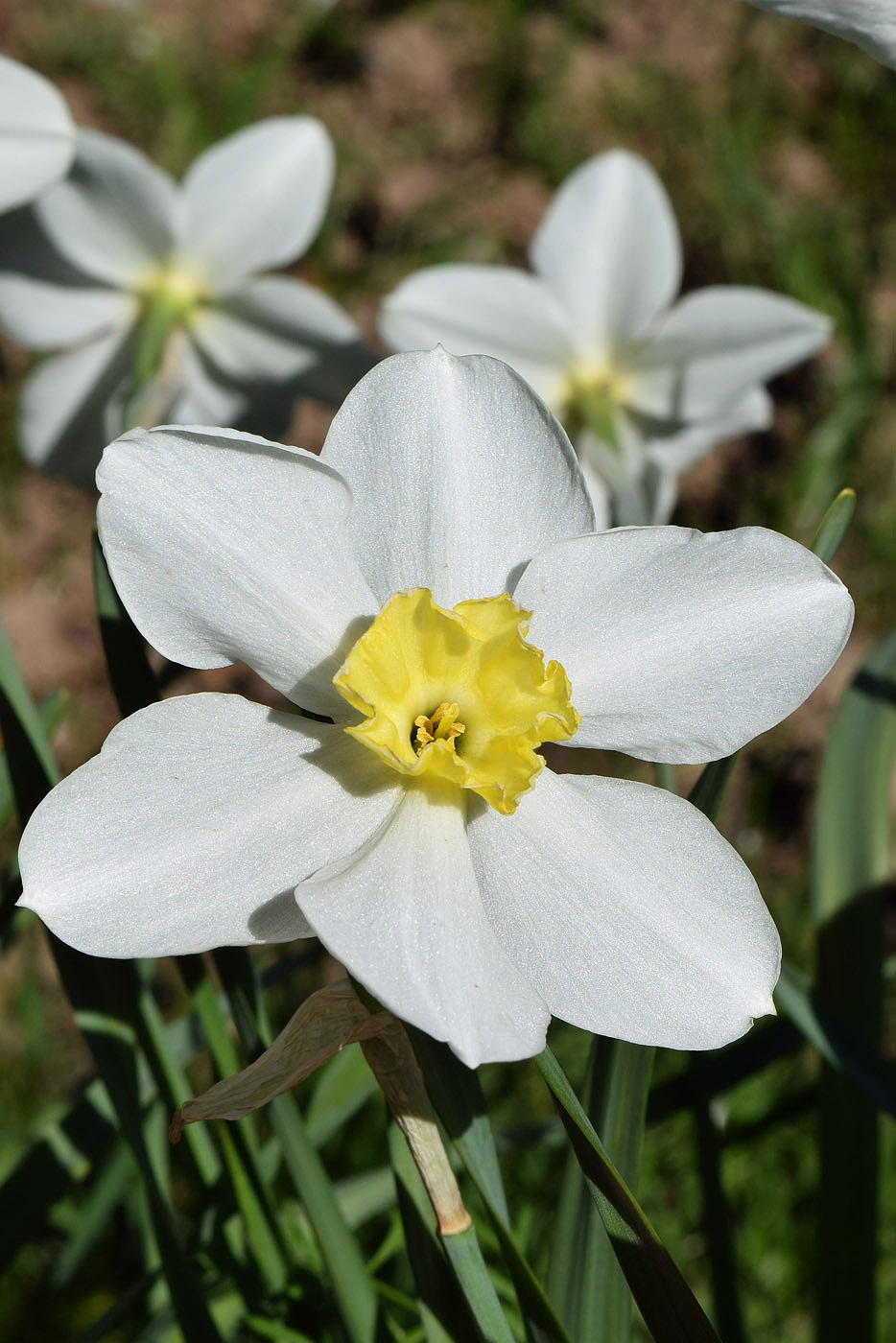 Изображение особи род Narcissus.