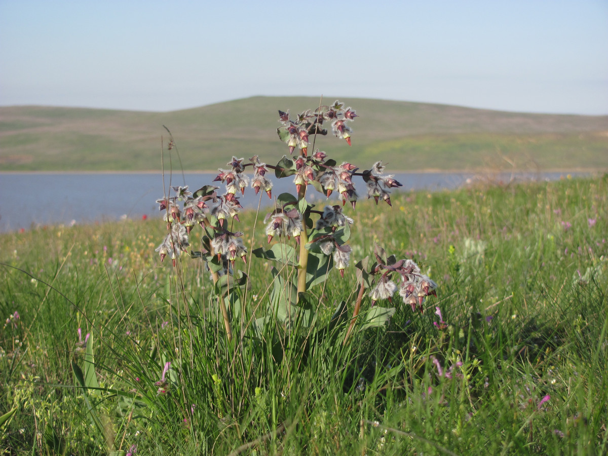 Изображение особи Rindera tetraspis.