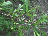 Salix elbursensis. Верхушка ветви с молодыми побегами; некоторые листья с галлами пилильщика. Краснодарский край, Абинский р-н, ст. Холмская, берег р. Хабль. 21.04.2018.