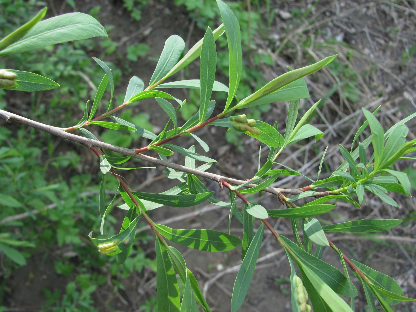 Image of Salix elbursensis specimen.