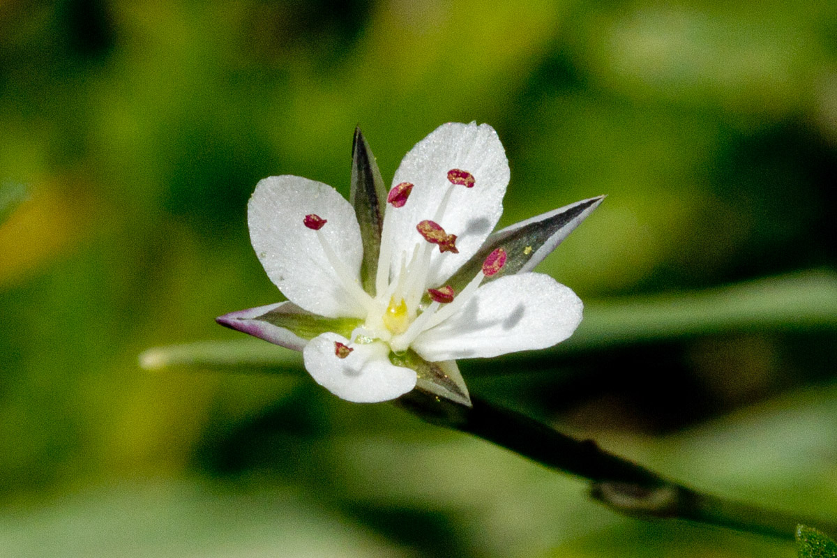 Изображение особи Bufonia stricta.