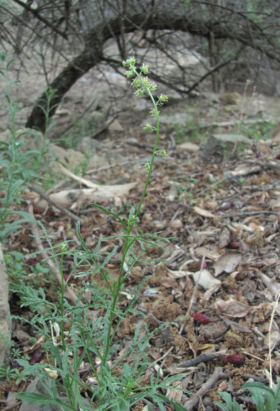 Изображение особи Reseda lutea.