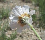 Anthemis fruticulosa