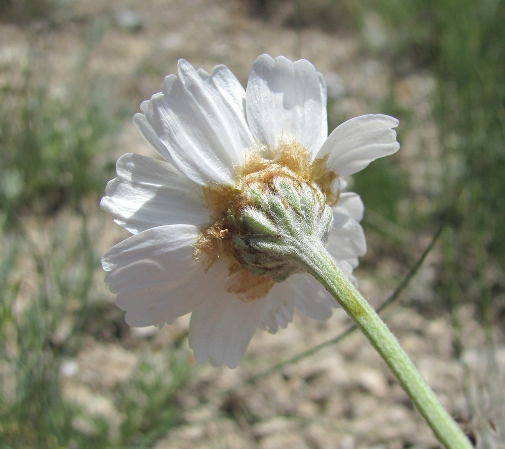 Image of Anthemis fruticulosa specimen.