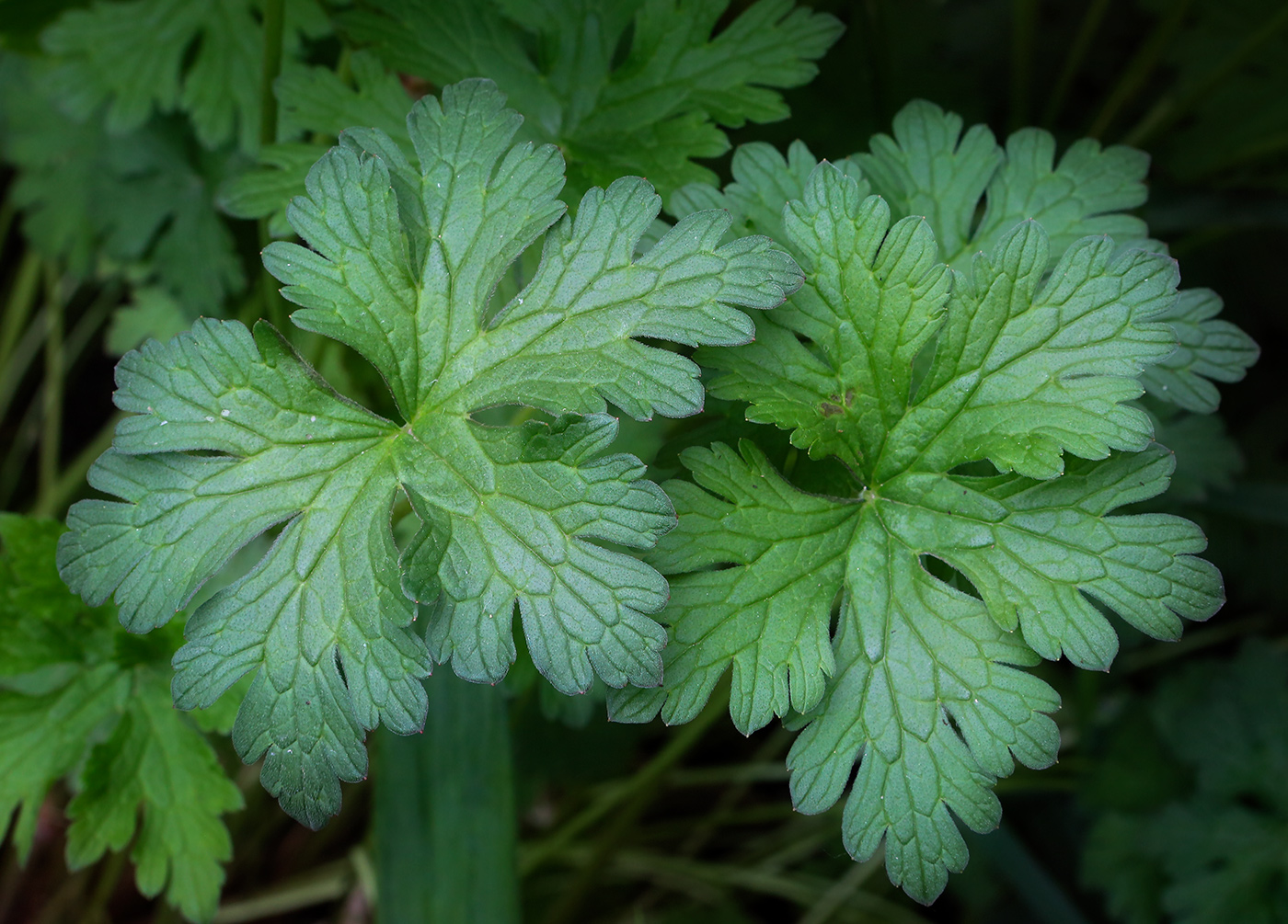 Image of Geranium himalayense specimen.