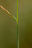 Elytrigia trichophora. Часть побега. Ростовская обл., Неклиновский р-н, пос. Мержаново, степной склон. 03.06.2018.