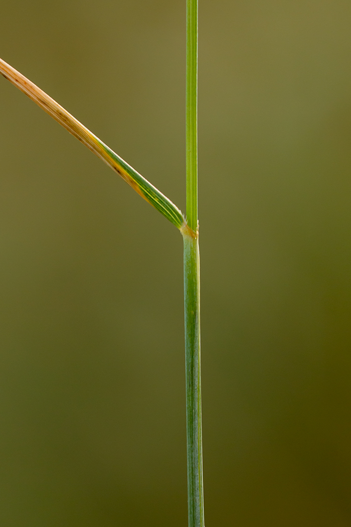 Изображение особи Elytrigia trichophora.