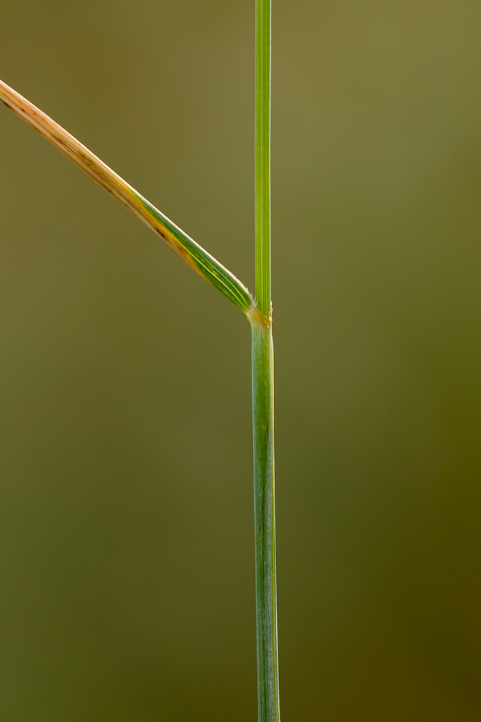 Image of Elytrigia trichophora specimen.