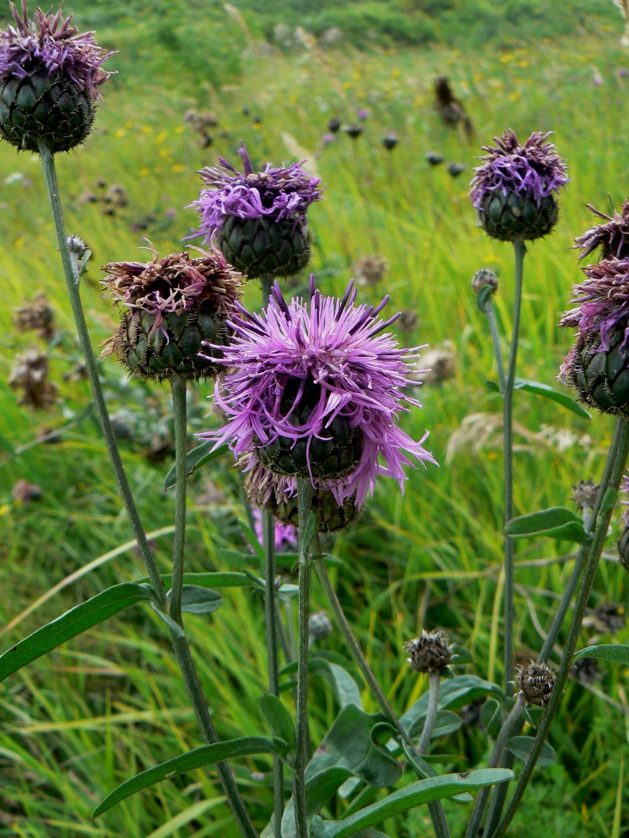 Изображение особи Centaurea scabiosa.