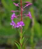 Chamaenerion angustifolium. Нижняя часть соцветия и листья. Московская обл., Орехово-Зуевский р-н, долина р. Нерская, вырубка на опушке хвойно-лиственного леса. 14.06.2018.