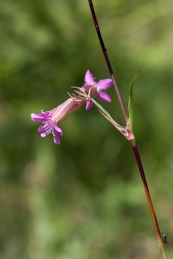 Image of Viscaria vulgaris specimen.