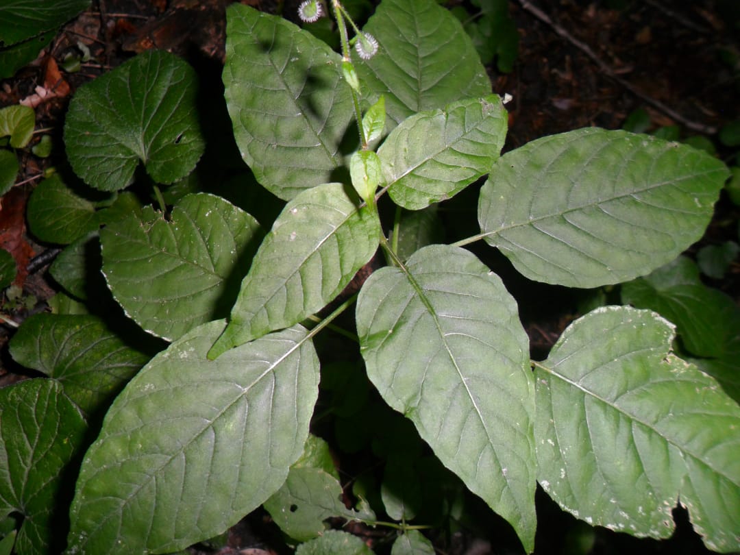 Image of Circaea lutetiana specimen.