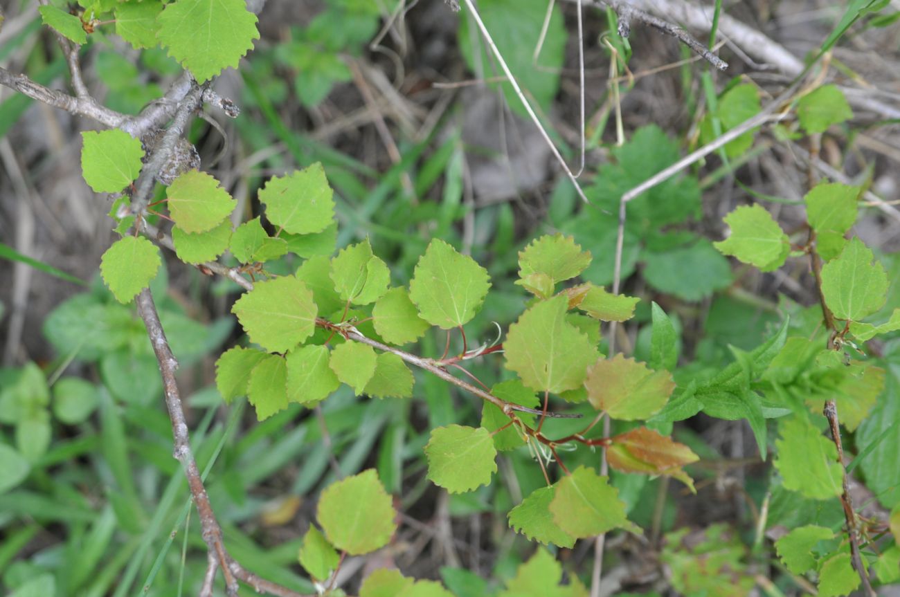 Image of Populus tremula specimen.