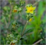 Potentilla argentea. Верхушка побега с бутонами, и чашечкой отцветшего цветка. Чувашия, окр. г. Шумерля, ст. Кумашка, ж.-д. насыпь. 1 июня 2010 г.