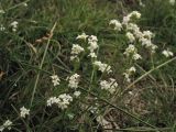 Galium saxatile. Верхушки побегов с соцветиями. Нидерланды, провинция Drenthe, национальный парк Drentsche Aa, окр. деревни Oudemolen, вересковая пустошь. 13 июня 2010 г.