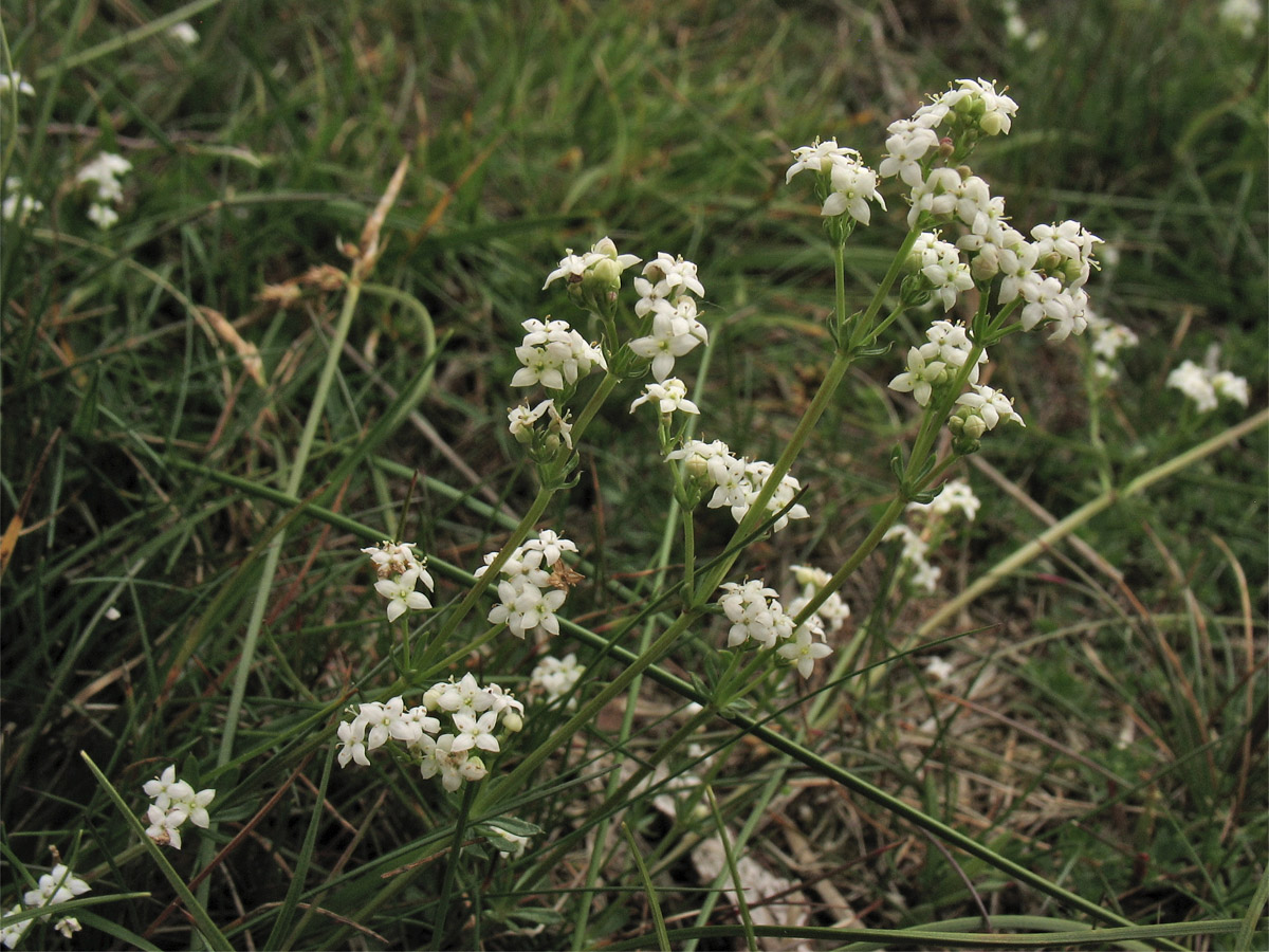 Изображение особи Galium saxatile.