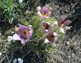 Pulsatilla multifida. Отцветающее растение. Чукотка, Чаунский р-н, западные окр. г. Певек, побережье. 16.06.2018.