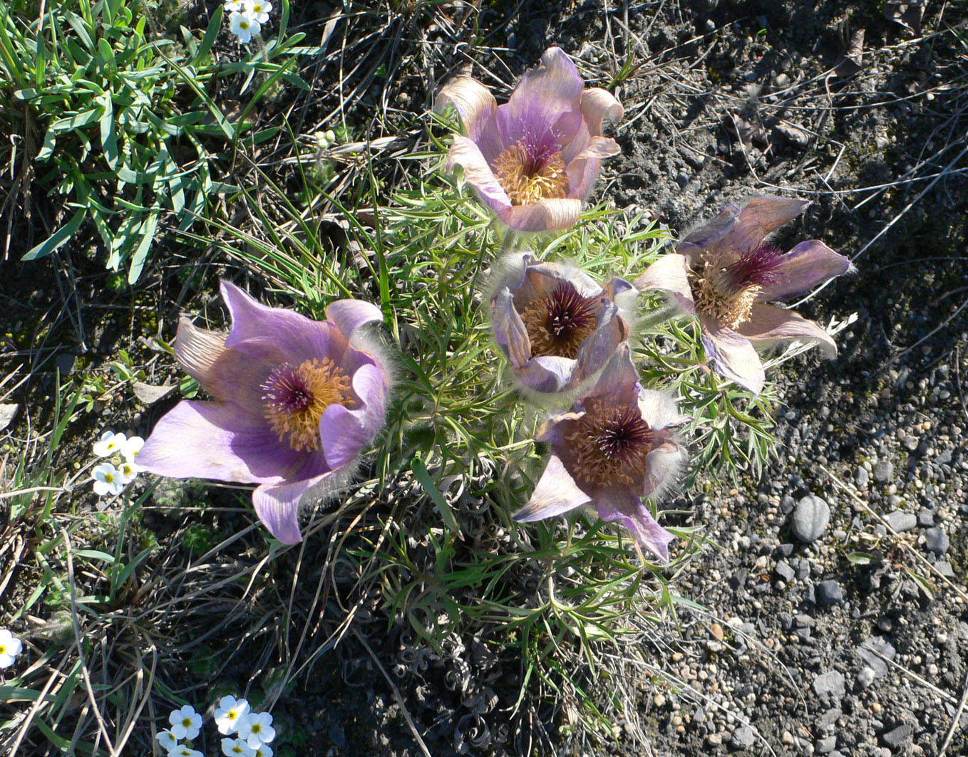 Изображение особи Pulsatilla multifida.