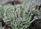 genus Cladonia
