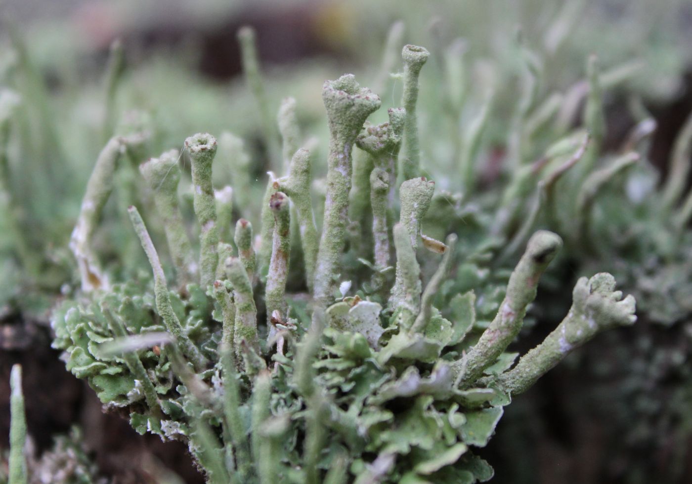 Изображение особи род Cladonia.