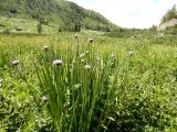 Allium ledebourianum