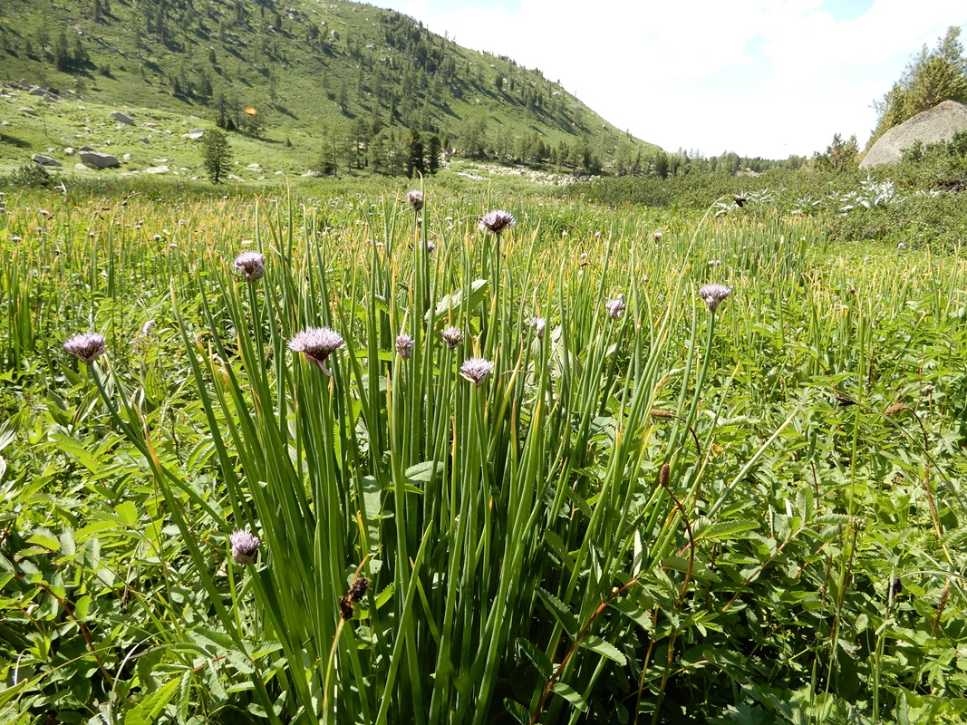 Изображение особи Allium ledebourianum.