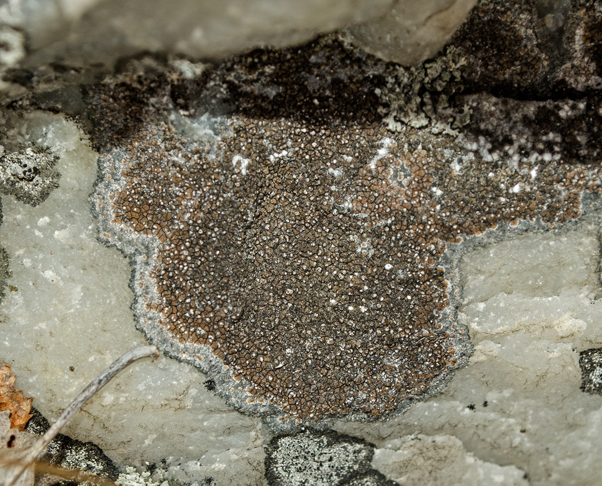 Image of division Ascomycota specimen.