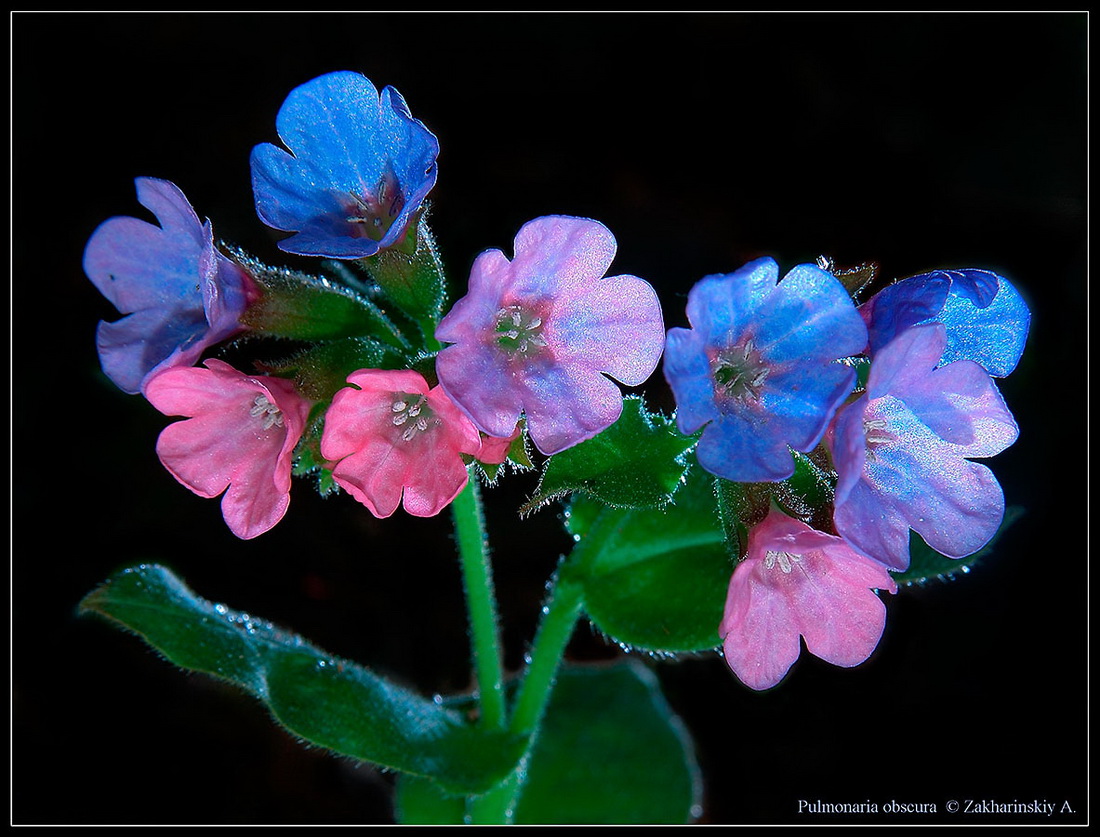 Image of Pulmonaria obscura specimen.