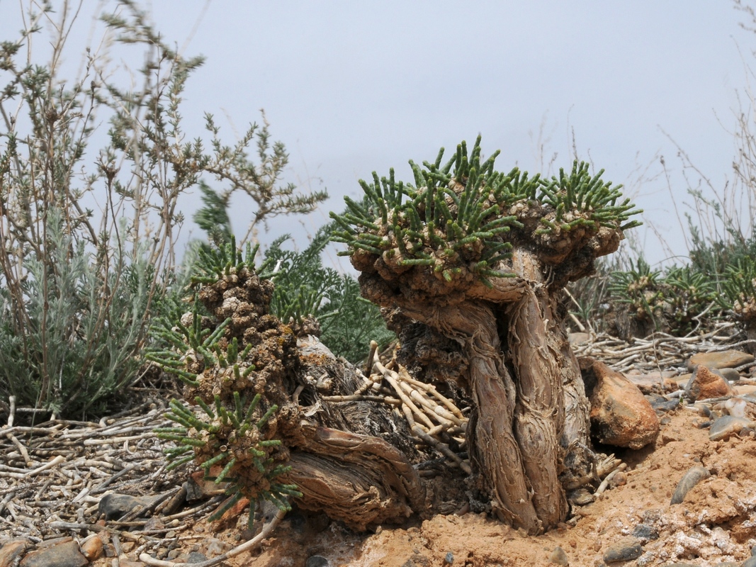 Image of Anabasis truncata specimen.