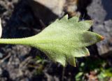 Micranthes punctata. Лист (вид на абаксиальную поверхность). Чукотка, Билибинский р-н, напротив рудника Каральвеем, щебнистый склон сопки. 12.07.2018.