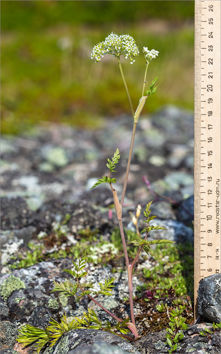 Image of Conioselinum tataricum specimen.