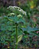 Heracleum dissectum. Верхушка цветущего растения. Красноярский край, Ермаковский р-н, природный парк \"Ергаки\", долина р. Тушканчик, ≈ 1200 м н.у.м., опушка хвойного леса. 13.07.2018.