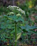 Heracleum dissectum. Верхушка цветущего растения. Красноярский край, Ермаковский р-н, природный парк \"Ергаки\", долина р. Тушканчик, ≈ 1200 м н.у.м., опушка хвойного леса. 13.07.2018.