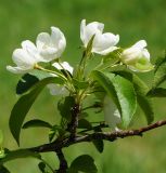 Malus prunifolia. Веточка с соцветием. Казахстан, Восточно-Казахстанская обл., г. Усть-Каменогорск, Архитектурно-ландшафтный музей-заповедник, в культуре. 20.05.2018.