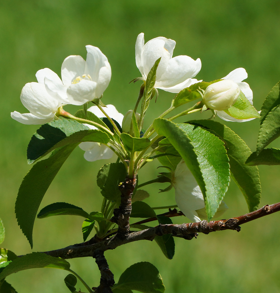 Изображение особи Malus prunifolia.