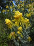 Leucospermum reflexum