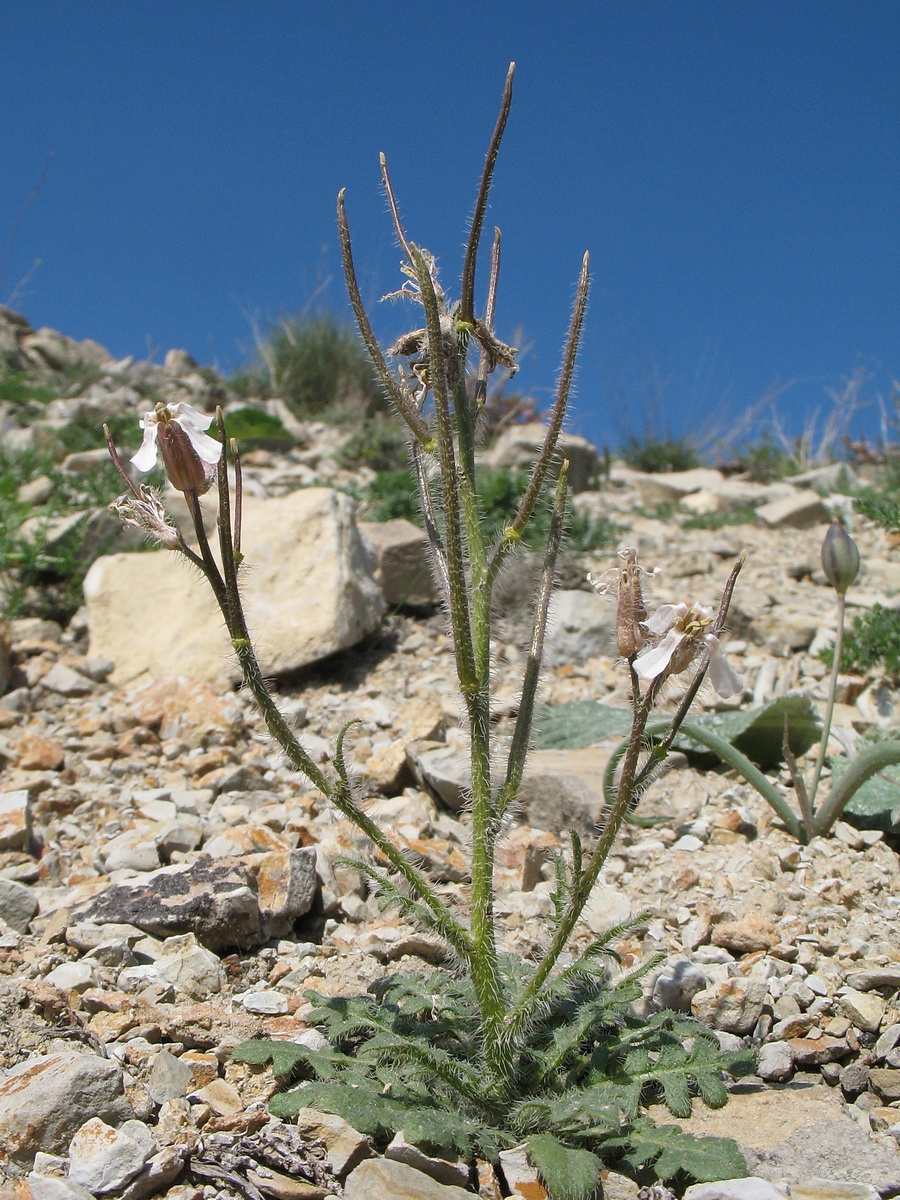 Image of Parrya hispida specimen.