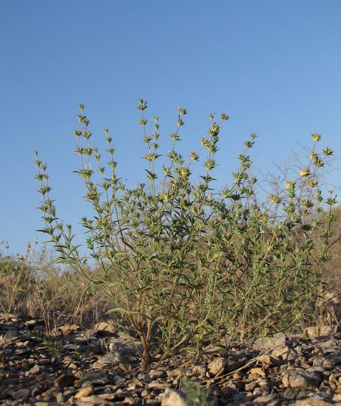 Image of Nepeta saturejoides specimen.