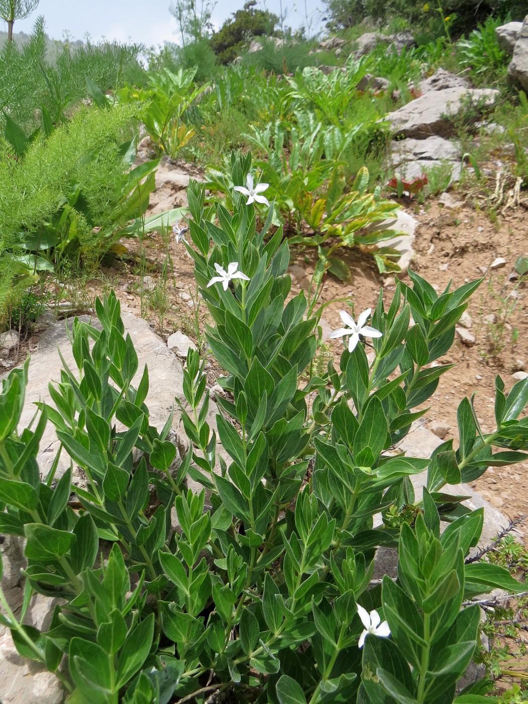 Image of Vinca erecta specimen.