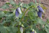 Aquilegia flabellata