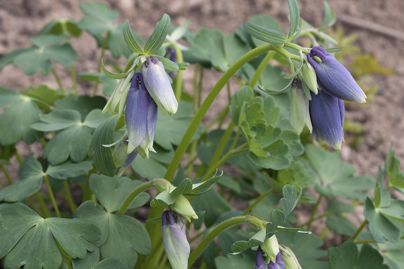 Изображение особи Aquilegia flabellata.