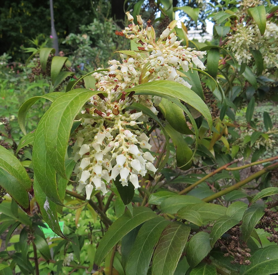 Image of Leucothoe fontanesiana specimen.