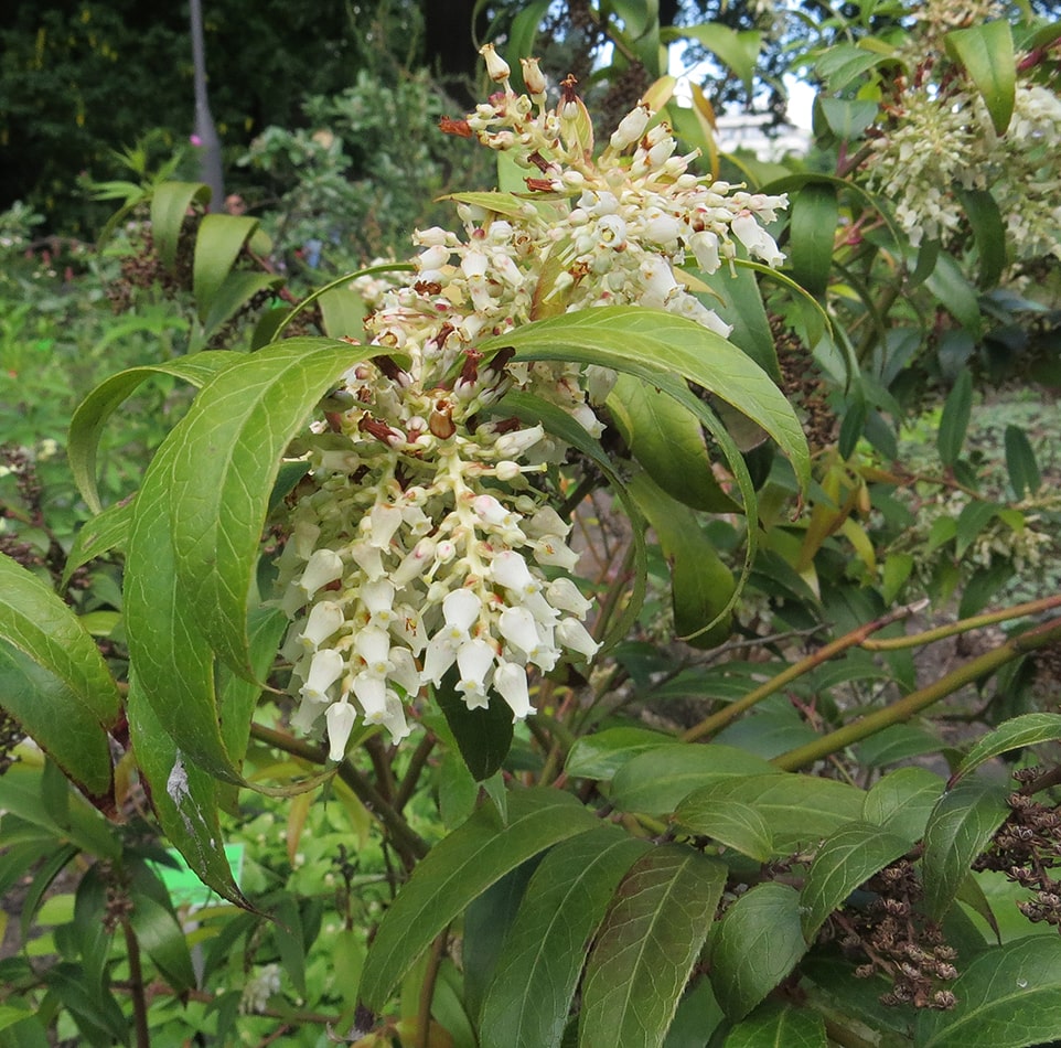 Изображение особи Leucothoe fontanesiana.