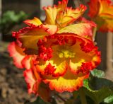 Begonia &times; tuberhybrida