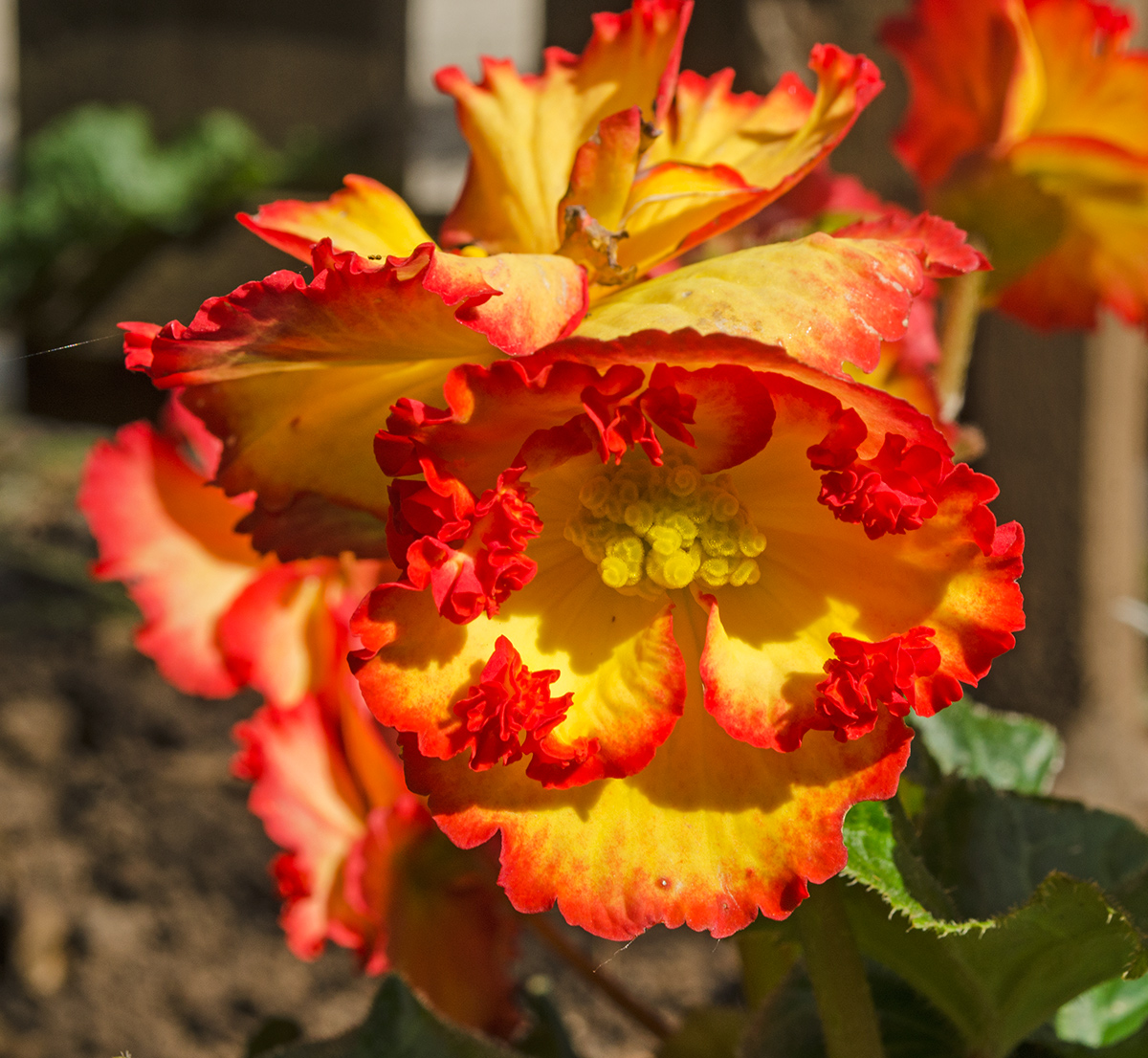 Изображение особи Begonia &times; tuberhybrida.