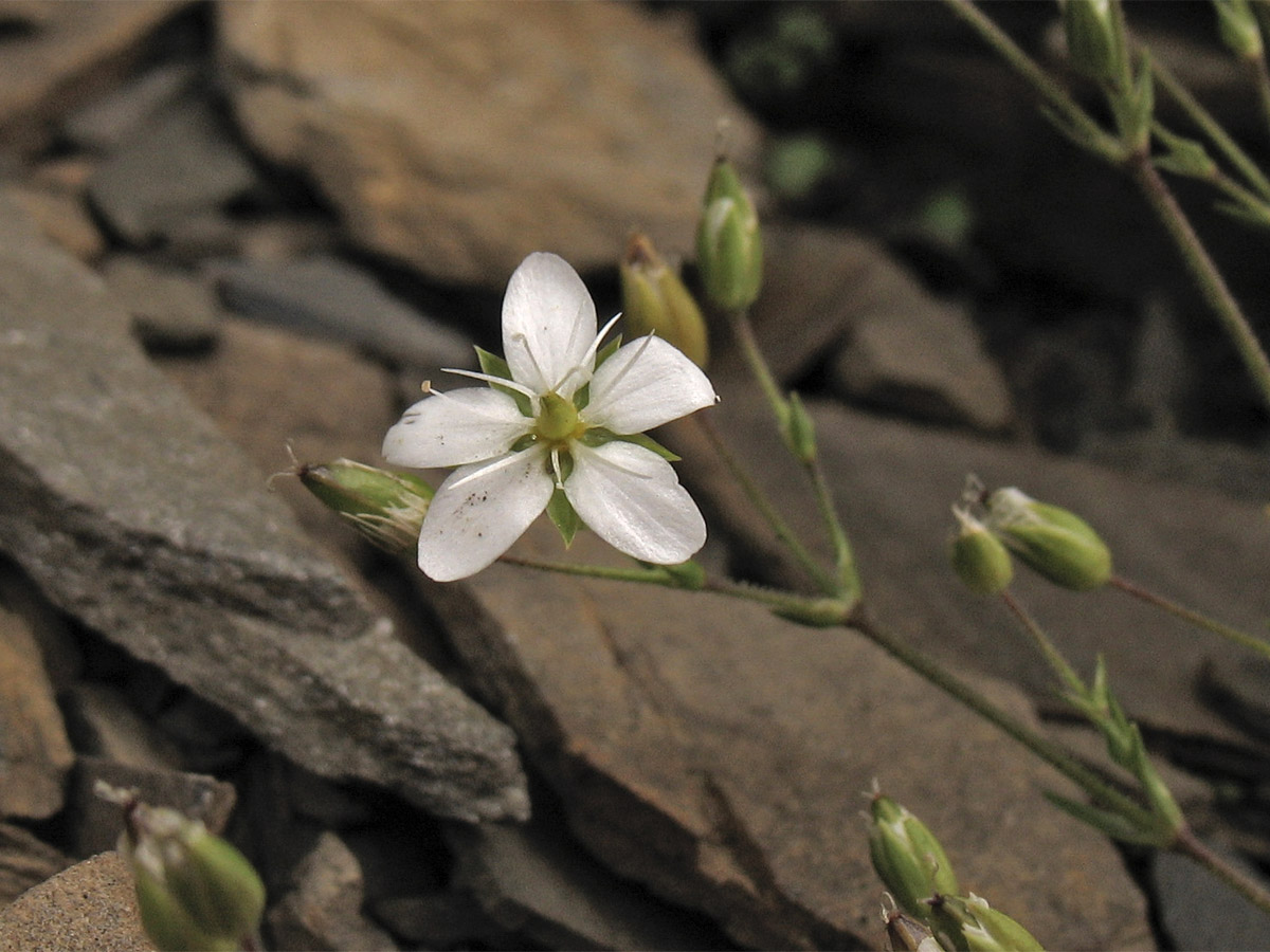 Image of Minuartia pauciflora specimen.