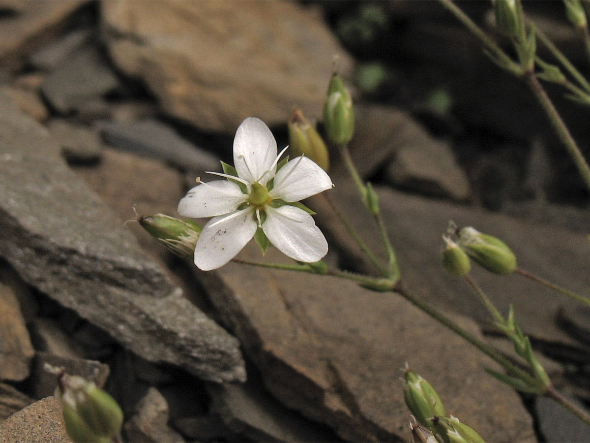 Изображение особи Minuartia pauciflora.