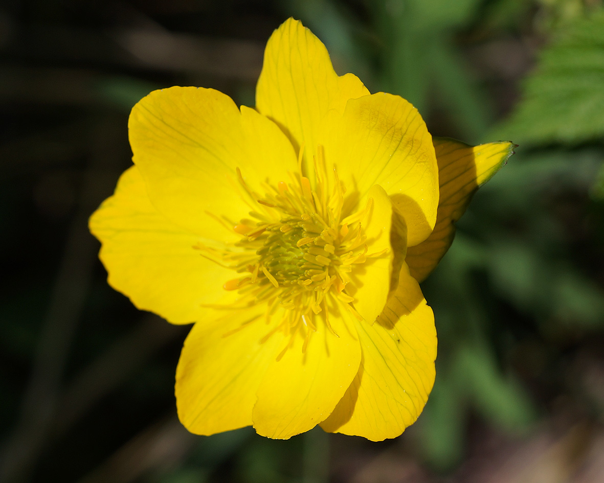 Изображение особи Trollius riederianus.