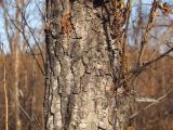Populus laurifolia. Нижняя часть ствола. Магаданская обл., г. Магадан, окр. мкр-н Снежная Долина, р. Дукча, пойменный ивняк. 22.09.2014.